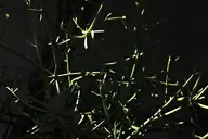 camera:fujifilm_x100 dark orientation:landscape photographer:deaddeaddeath plant // 1728x1152 // 73KB