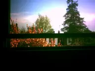 camera:digital_harinezumi flower interior orientation:landscape photographer:deaddeaddeath plant sky spring tree window // 1600x1200 // 115KB