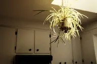 camera:fujifilm_x100 house houseplant interior kitchen orientation:landscape photographer:deaddeaddeath plant // 1728x1152 // 223KB