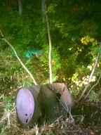 barrel camera:digital_harinezumi exterior forest metal nature orientation:portrait photographer:deaddeaddeath plant rust tree weathered // 1200x1600 // 223KB