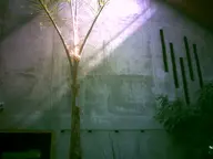 camera:digital_harinezumi concrete greenhouse interior orientation:landscape photographer:deaddeaddeath plant // 1600x1200 // 104KB