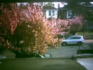 camera:digital_harinezumi exterior flower orientation:landscape photographer:deaddeaddeath plant residential spring tree vehicle // 1600x1200 // 229KB