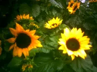 camera:digital_harinezumi flower nature orientation:landscape photographer:deaddeaddeath // 1600x1200 // 87KB