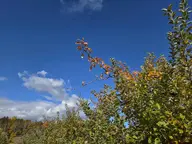 camera:phone cloud exterior fall nature orchard orientation:landscape photographer:knifingale plant sky // 1732x1299 // 331KB