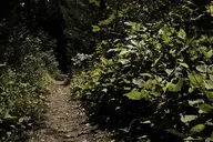 camera:fujifilm_x100 exterior forest nature orientation:landscape path photographer:deaddeaddeath plant // 1728x1152 // 435KB