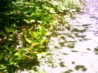 camera:digital_harinezumi dirt exterior forest nature orientation:landscape path photographer:deaddeaddeath plant // 1600x1200 // 318KB