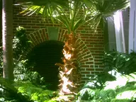 brick camera:digital_harinezumi doorway greenhouse interior orientation:landscape photographer:deaddeaddeath plant // 1600x1200 // 194KB