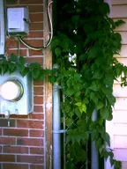 brick camera:digital_harinezumi electric_meter exterior ivy orientation:portrait photographer:deaddeaddeath plant wire // 1200x1600 // 137KB