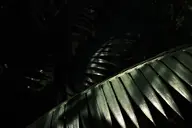 camera:fujifilm_x100 dark orientation:landscape photographer:deaddeaddeath plant // 1728x1152 // 71KB