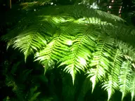 brick camera:digital_harinezumi interior orientation:landscape photographer:deaddeaddeath plant // 1600x1200 // 171KB