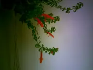 camera:digital_harinezumi flower houseplant interior orientation:landscape photographer:deaddeaddeath plant // 1600x1200 // 50KB