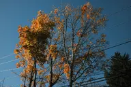 camera:fujifilm_x100 fall orientation:landscape photographer:deaddeaddeath plant power_line sky tree // 1728x1152 // 525KB