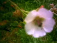 camera:digital_harinezumi exterior flower nature orientation:landscape photographer:deaddeaddeath // 1600x1200 // 62KB