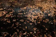 camera:fujifilm_x100 orientation:landscape // 1728x1152 // 496KB