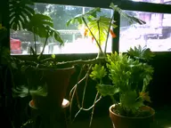 camera:digital_harinezumi houseplant interior orientation:landscape photographer:deaddeaddeath plant store window // 1600x1200 // 129KB