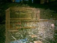 bird_cage cage camera:digital_harinezumi exterior gravel orientation:landscape photographer:deaddeaddeath // 1600x1200 // 233KB