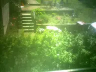 backyard bush camera:digital_harinezumi interior orientation:landscape photographer:deaddeaddeath residential stairs window // 1600x1200 // 280KB