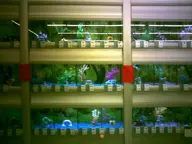 aquarium camera:digital_harinezumi display_case interior orientation:landscape pet_shop photographer:deaddeaddeath water // 1600x1200 // 114KB