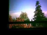 camera:digital_harinezumi flower interior orientation:landscape photographer:deaddeaddeath plant sky spring tree window // 1600x1200 // 121KB