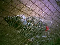 animal camera:digital_harinezumi chicken dirt exterior fence orientation:landscape photographer:deaddeaddeath // 1600x1200 // 209KB