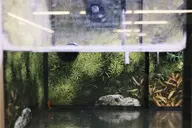 animal aquarium camera:fujifilm_x100 fake fish interior orientation:landscape photographer:deaddeaddeath plant store water // 1728x1152 // 301KB