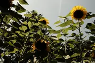 camera:fujifilm_x100 exterior flower orientation:landscape photographer:deaddeaddeath plant sky // 1728x1152 // 321KB