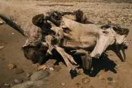 camera:fujifilm_x100 orientation:landscape photographer:deaddeaddeath // 1728x1152 // 382KB