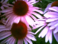 camera:digital_harinezumi exterior flower nature orientation:landscape photographer:deaddeaddeath // 1600x1200 // 215KB