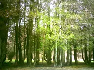 camera:digital_harinezumi exterior forest nature orientation:landscape photographer:deaddeaddeath plant tree // 1600x1200 // 456KB