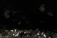 camera:fujifilm_x100 orientation:landscape photographer:deaddeaddeath plant trash // 1728x1152 // 118KB