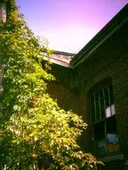 abandoned building camera:digital_harinezumi exterior ivy mil orientation:portrait overgrown photographer:deaddeaddeath plant ruins utility_pole window // 1200x1600 // 391KB