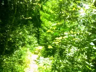 camera:digital_harinezumi exterior forest nature orientation:landscape path photographer:deaddeaddeath plant tree // 1600x1200 // 462KB