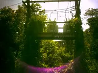 camera:digital_harinezumi exterior orientation:landscape overgrown photographer:deaddeaddeath plant power_line utility_pole // 1600x1200 // 220KB