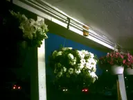 camera:digital_harinezumi flower houseplant night orientation:landscape photographer:deaddeaddeath // 1600x1200 // 85KB