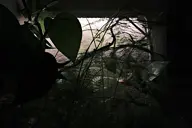 camera:fujifilm_x100 dark houseplant orientation:landscape photographer:deaddeaddeath // 1728x1152 // 137KB