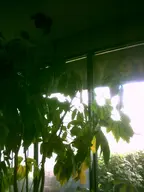 camera:digital_harinezumi interior orientation:portrait photographer:deaddeaddeath plant window // 1200x1600 // 89KB